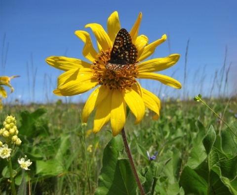 A Taylor's checkerspot butterfly on a yellow flower in a prairie