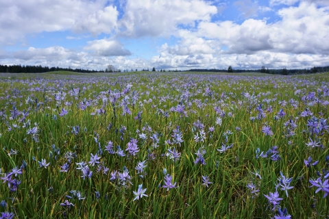 Purple camas flowers on a prairie below a blue sky with white clouds
