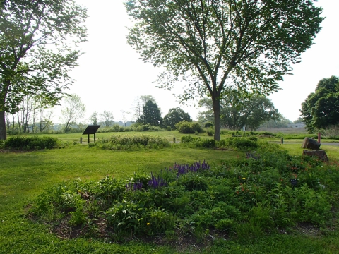 a vibrant green field with lively trees, shrubs, and flowers