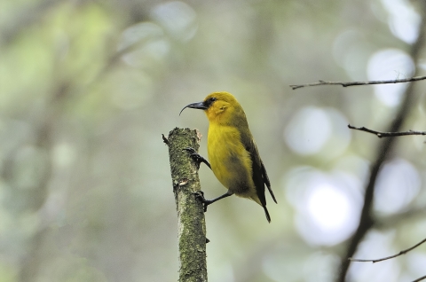 yellow bird with long curved beak on a vertical branch