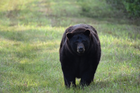 a large black bear walking down an open trail