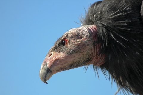 a close up of a condor's head