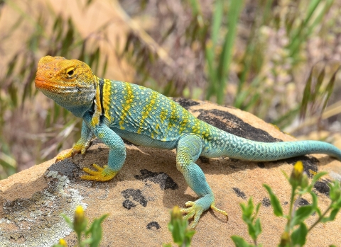 A brightly colored lizard sits perched on a sandy rock in the desert