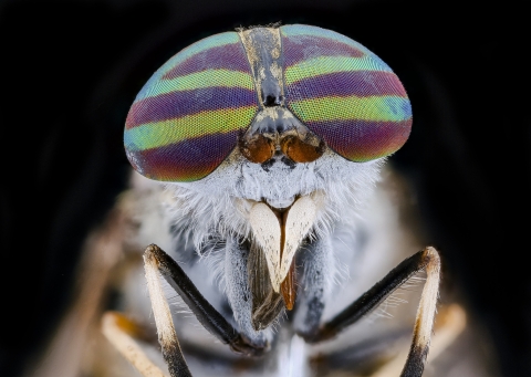 A close up view of a deer fly with multi-colored eyes