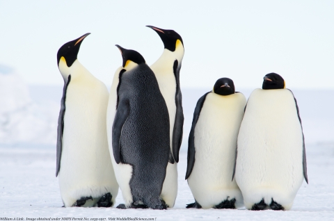 5 penguins stand on ice
