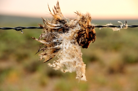 A clump of brown and white feathers hang on a line of barbed wire. 