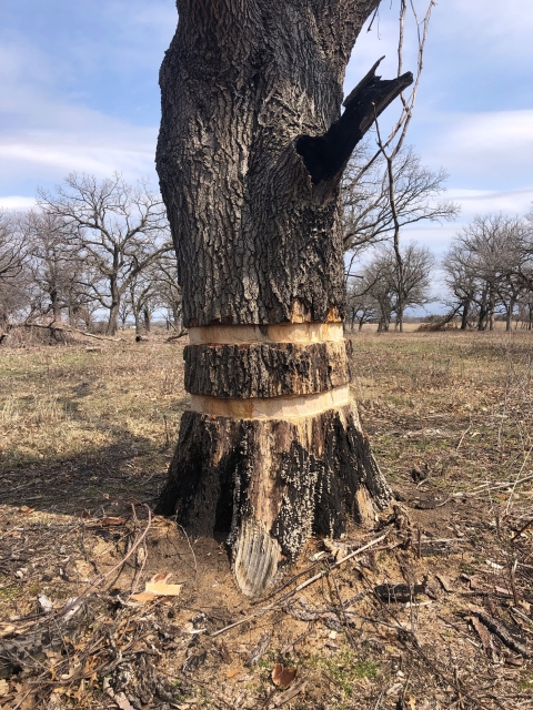 Pin oak with two bands of bark missing from its circumference