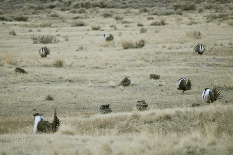 Several brown and white birds stand scattered in an open grassy area. 