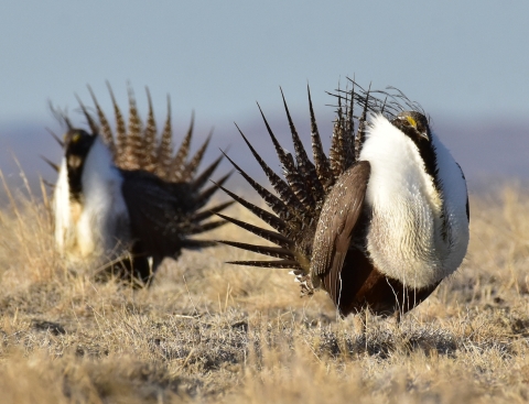 Two dark brown birds with pointed brown tail feathers and white chest feathers stand a foot or two apart in low dry grass. 