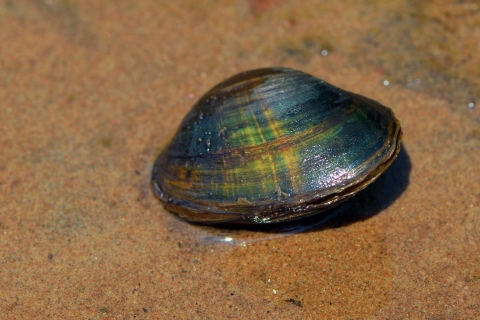 A colorful mussel sits on a sandy shallow area of a pond