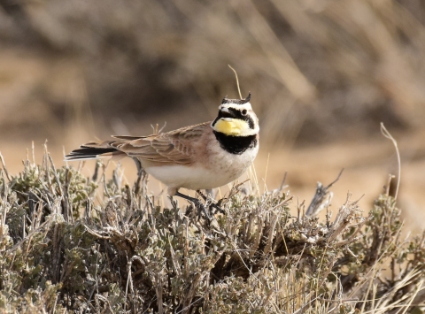 A bird with "horns" and a black bib sits on low grass near the ground.