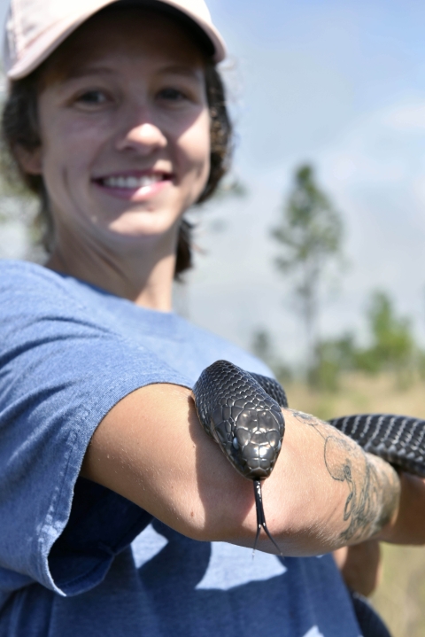 Woman readying to place an eastern indigo snake into a burrow. She smiles as the black snake rests its head on her elbow and flicks its tongue.