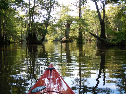 Viewing Yauhannah Lake from a Kayak.