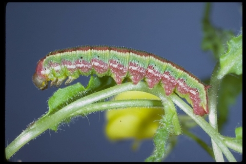  colorful caterpillar on plant stem