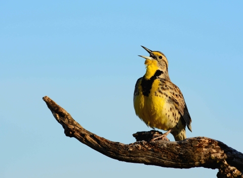 Meadowlark