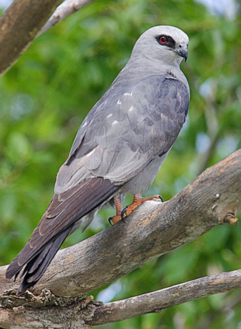 Close-up photo of a Mississippi Kite bird sitting on a tree limb.