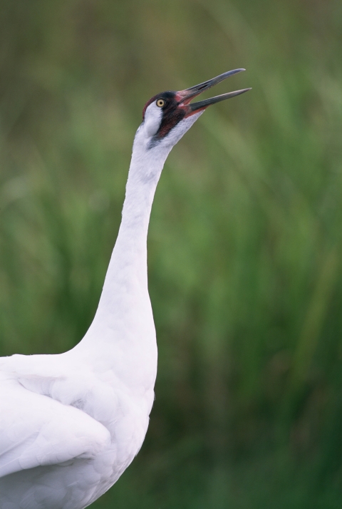 whooping crane close up