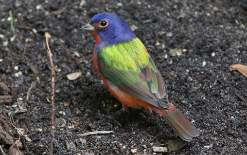 A colorful bird sitting on the ground, looks over its shoulder at the camera