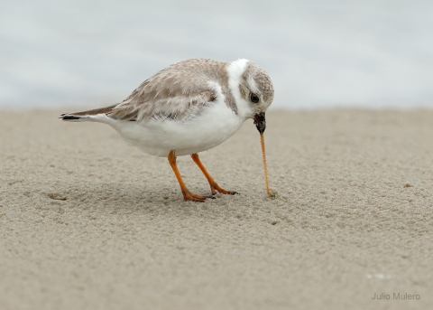 A round piping plover stands on sand. It is pulling an orange looking worm from the sand with determination. 
