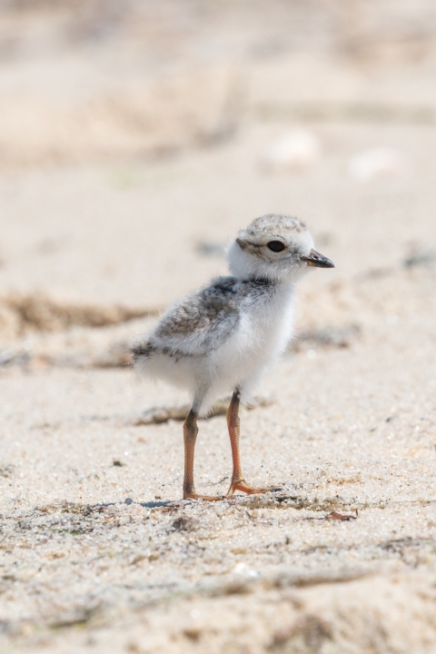 A piping plover chick, who is still small but standing on tall legs, pauses in the sand. 