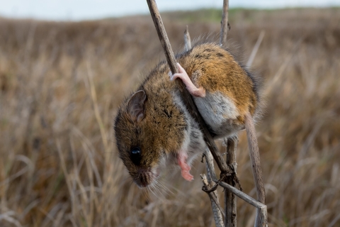 A mouse on a branch