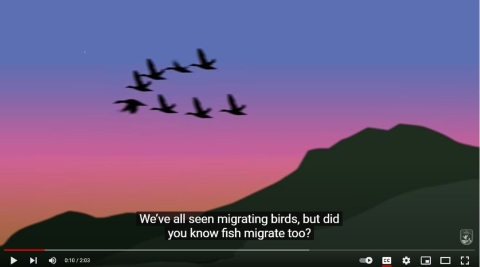 The introduction to the video, Did you know? Fish migrate too!