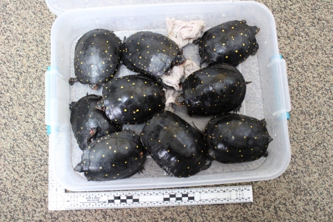 A plastic tub is loaded full of 9 turtles, packed in tight. The turtles are all the same species, with dark shells with yellow spots on them. 