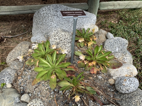A cluster of low-growing plants with leaves in whorls is set in a group of rocks with an identifying sign