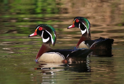 Two green, red, brown, black & white male wood ducks glide across a reflective water