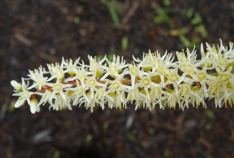 Close-up photo of a Virginia Sweetspire flower