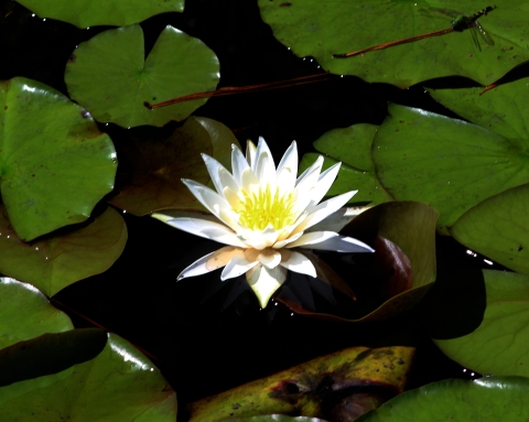 Photo of a White Waterlily floating in the water surrounded by green leaf pads.