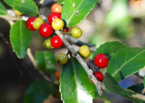 A close-up photo of Yaupon Holly Fruit