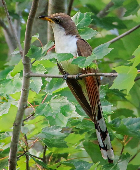 Yellow Billed Cuckoo perched on a small limb in a Red Maple tree