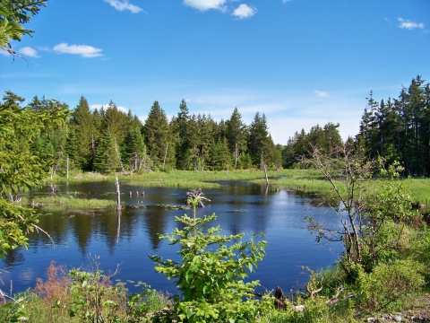 a body of water surrounded by tall evergreen trees and vegetation