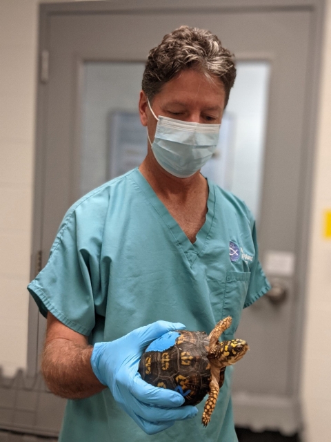 a man in scrubs, mask, and gloves holds a box turtle