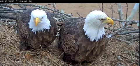 two eagles in nest