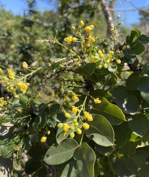 A plant with small yellow flowers