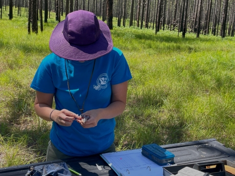 Field Biologist Tara Preuett, Center for the Environmental Management of Military Lands, prepares a red-cockaded woodpecker chick to be banded near Fort Polk, Louisiana, May 26, 2022.