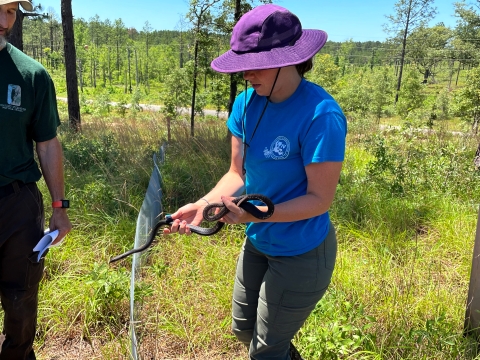 Field Biologists Tara Pruett, Center for the Environmental Management of Military Lands, retrieves an eastern coachwhip snake from a snake trap near Fort Polk, Louisiana, May 26, 2022. 