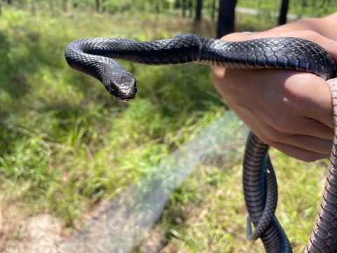 Field Biologist Tara Pruett, Center for the Environmental Management of Military Lands, handles an eastern coachwhip snake near Fort Polk, Louisiana, May 26, 2022.