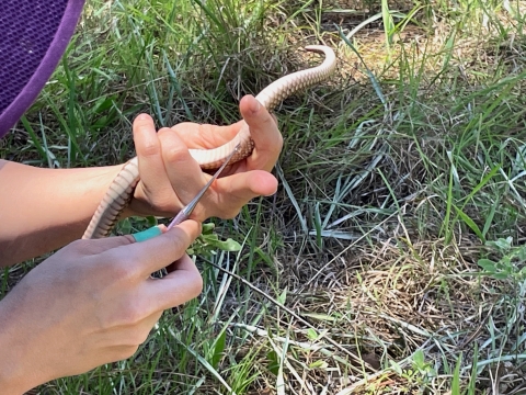 Biologist determines sex of snake | FWS.gov