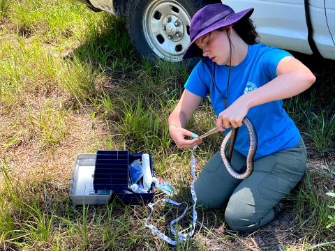 Field Biologists Tara Pruett, Center for the Environmental Management of Military Lands, measures the length of an eastern coachwhip snake near Fort Polk, Louisiana, May 26, 2022. 