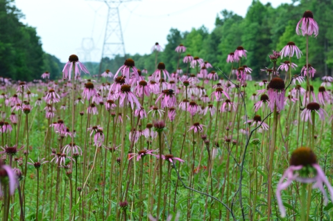 Field of pink-purple flowers growing on open grasslands under a powerline. Powerline tower and tall trees visible on the background.
