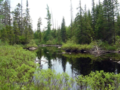 a river runs through tall evergreen trees
