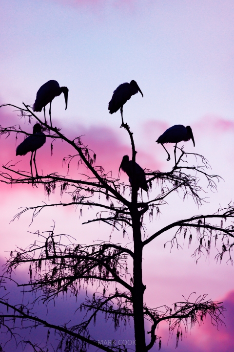 Adult storks roost in a cypress tree in the predawn light at the Pine Glades Natural Area in the Everglades. 