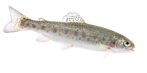 A small brown fish with a pink strip and dark spots is photographed against a white background. 