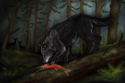 a wolf in a dark forest eating a red salmon