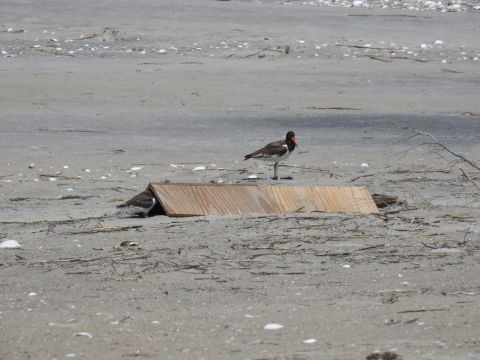 Oystercatcher, black, white with bright orange bill standing on beach, chick going under wood tent shelter
