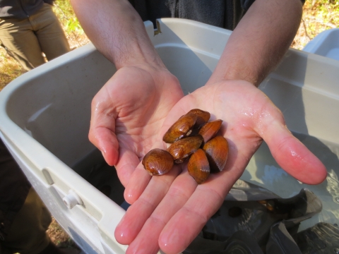 seven yellow-brown clams on the palm of a hand
