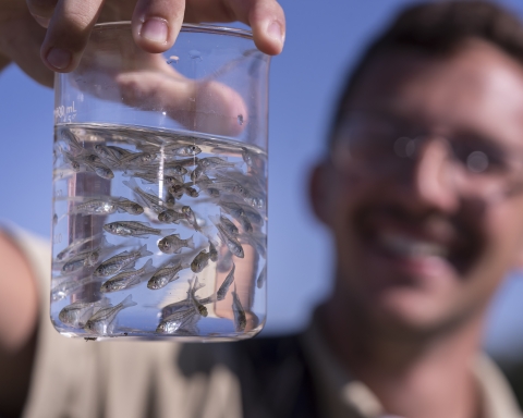 A man holding a jar full of water and tiny silvery fish hatchlngs